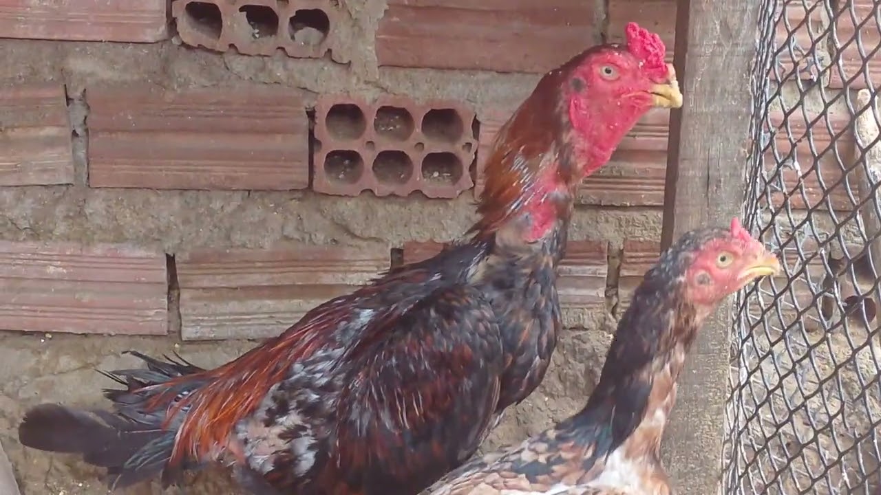 Cara não sei mais o que fazer, os predadores estão invadindo o meu criatorio