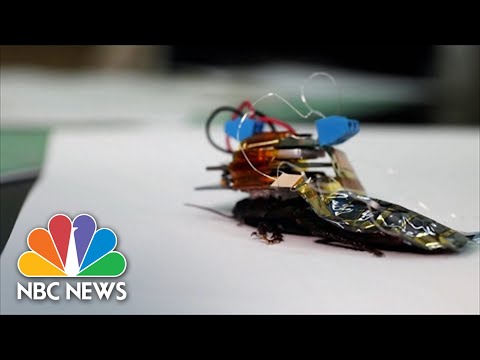 'crawl with me if you want to live': how cyborg roaches could come to your rescue