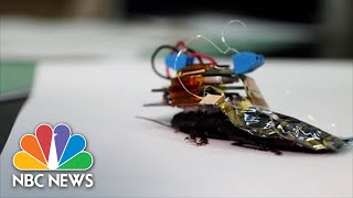 'Crawl With Me If You Want To Live': How Cyborg Roaches Could Come To Your Rescue