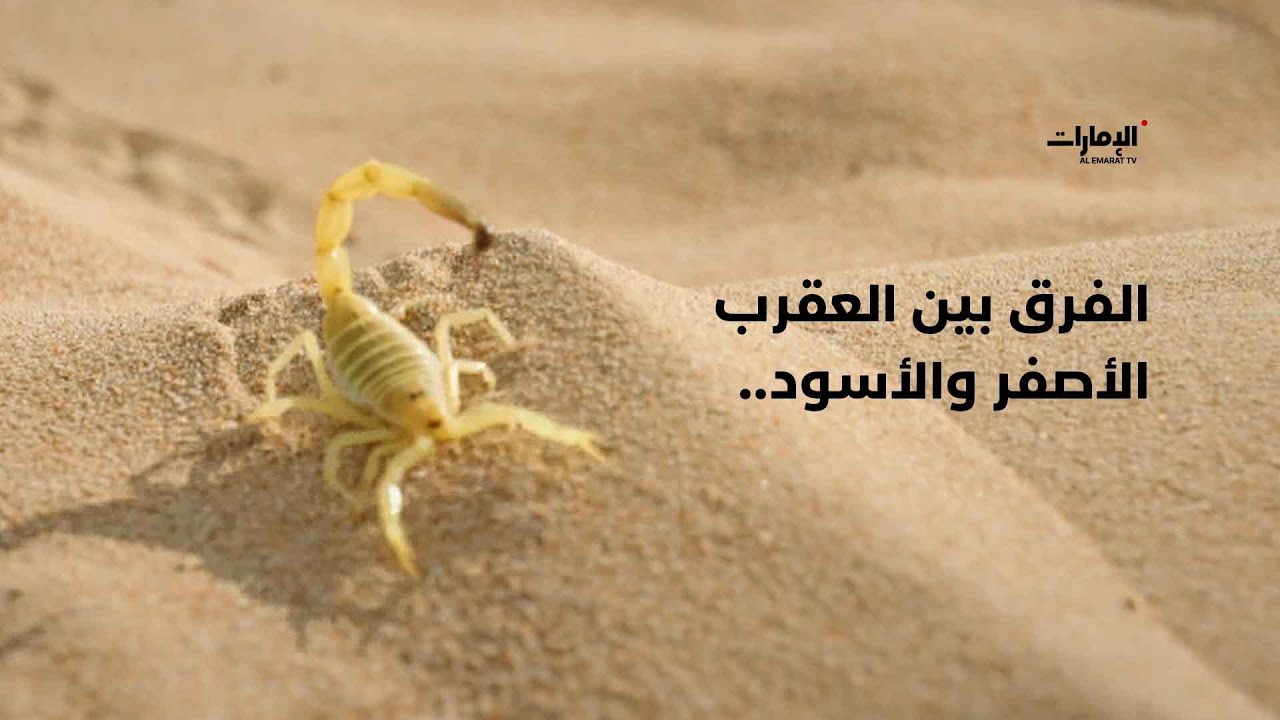 احذرها!.. إليكم الفرق بين العقرب الأصفر والأسود.. | برنامج #فراسة_الصحراء