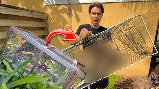 My ANIMALS WERE ATTACKED! DID WE TRAP THE CULPRIT ?!