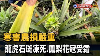 寒害農損嚴重 龍虎石斑凍死.鳳梨花冠受霜-民視新聞 寒害農損嚴重 龍虎石斑凍死.鳳梨花冠受霜-民視新聞