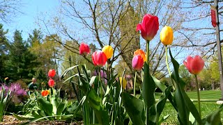 Tulips in front of the Campanile