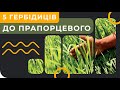 🔥ТОП 5 ГЕРБІЦИДІВ НА ЗЕРНОВІ🌾 ДО ПРАПОРЦЕВОГО ЛИСТКА