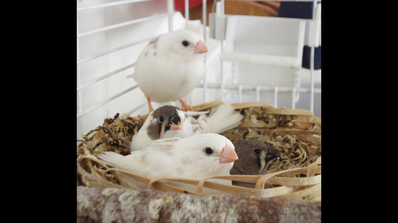 الوقت المناسب لعزل فراخ الزيبرا والطريقه الصحيحه