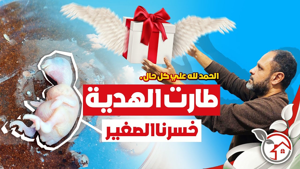 هروب البادجى الصغير وأحلى هدية لمتابعي القناة