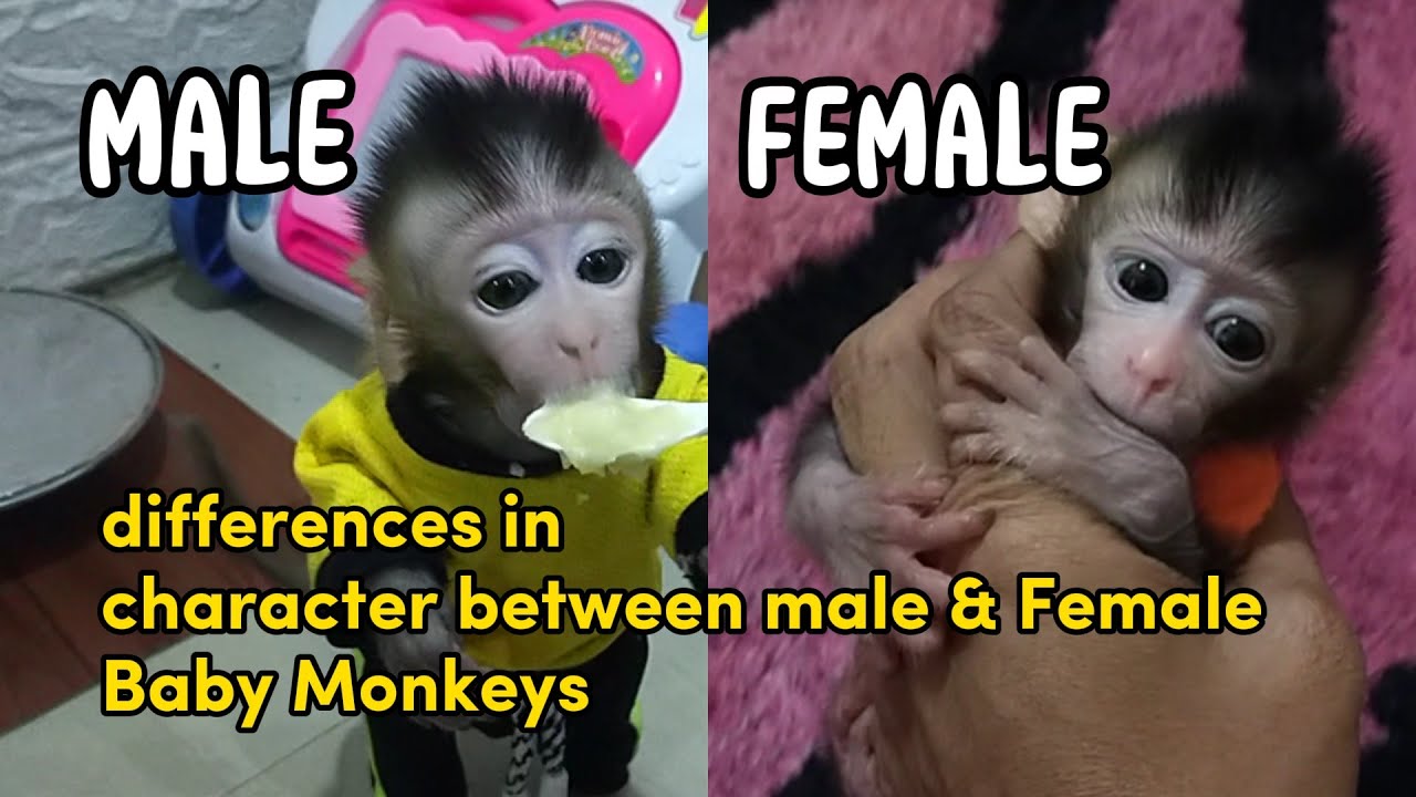 differences in character between male and female baby monkeys # ...