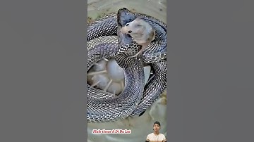 Con chuột ngồi trên đầu con rắn không phát hiện ra -  Mouse sitting on snake