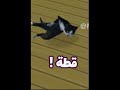 قطة ملهلبة 