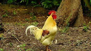 Rooster Crowing Compilation - Rooster Sound Effect - Rooster Sound