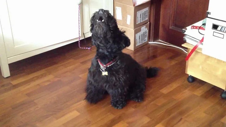 Max the Singing Scottie