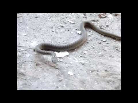 Видео: Откъде змията получава своята отрова?