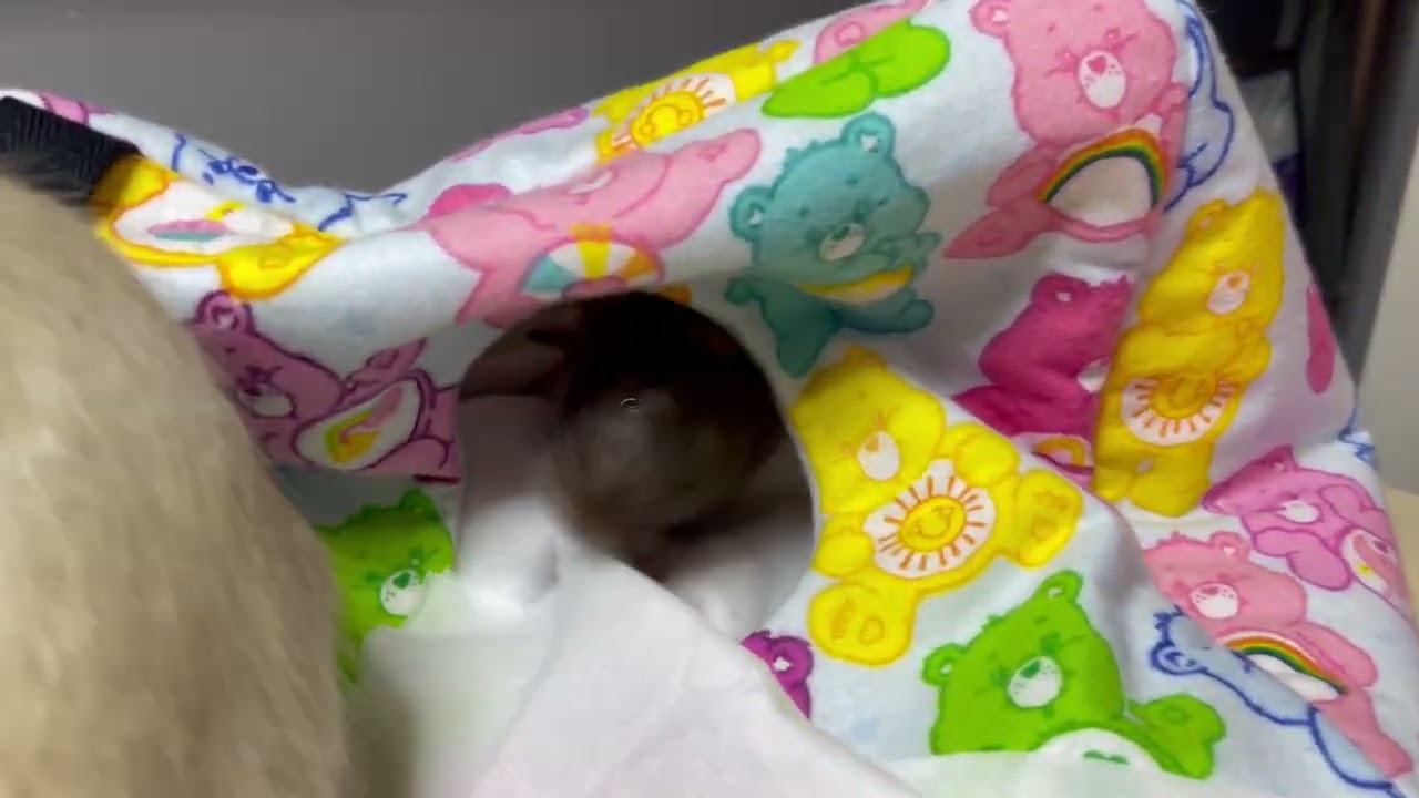 Mischief making on the sewing table - 29/05/2024