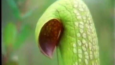 OU BBC S236 Ep 13 of 16 From Swamps to Coal Geology