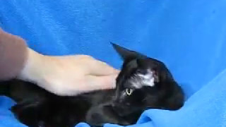 Phoenix (Ebony Oriental Male) by Permes Cattery 155 views 6 years ago 3 minutes, 19 seconds