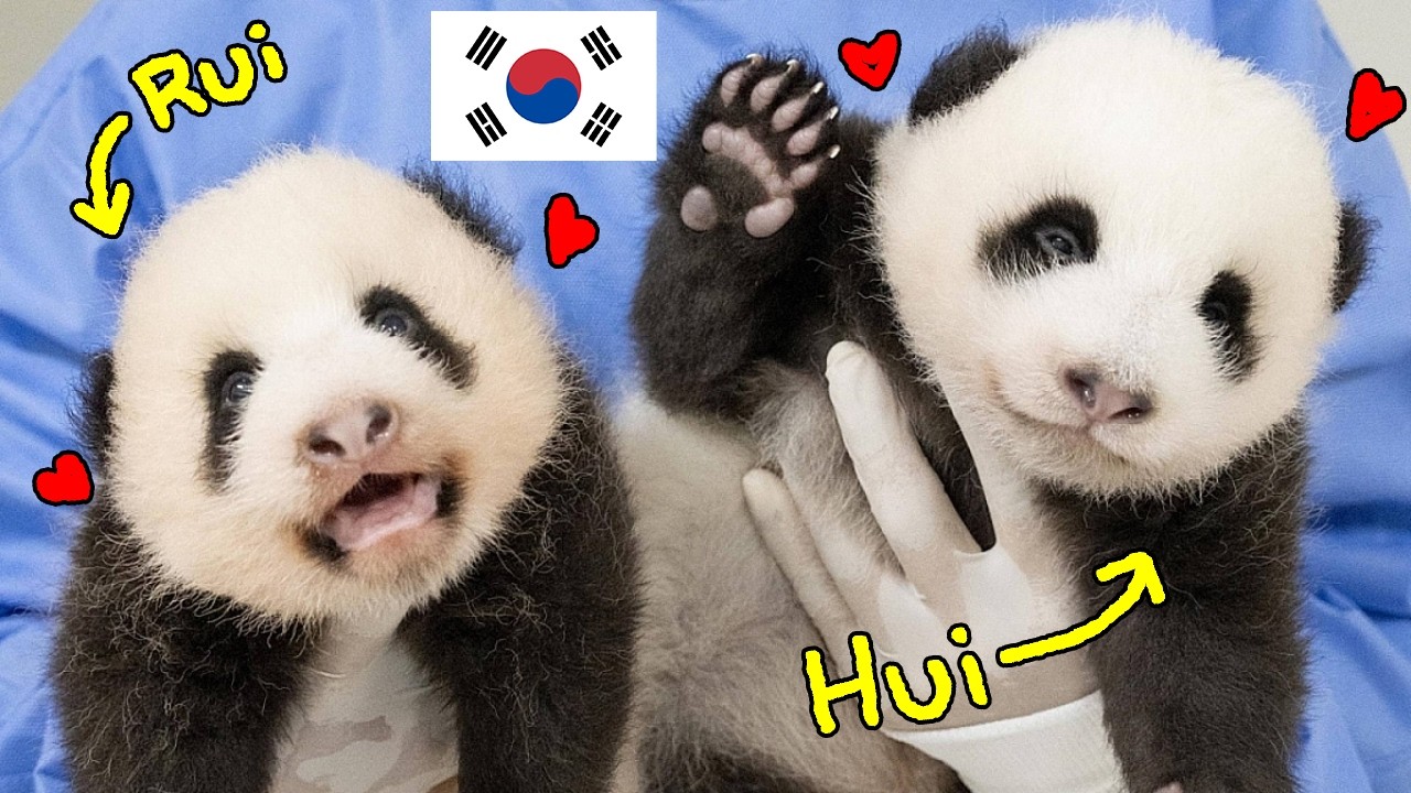 🇰🇷Корейские 🐼двойняшки-панды🐼
