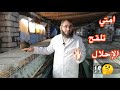 عمر تلقيح الإحلال مع أرانب البركه