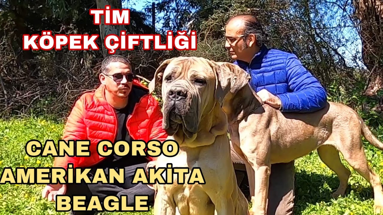 Cane Corsolar Akitalar Beagle Rottweiler Ve Harika Kopekler Youtube