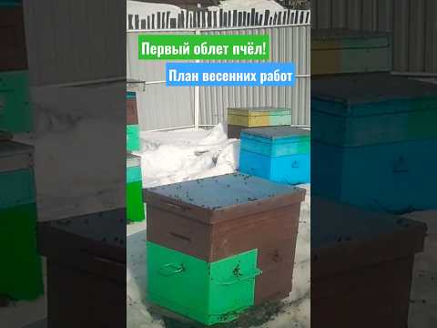 Видео: Зимуващи пчели в омшаник. Пчеларство за начинаещи
