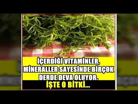 Video: Goldenseal'in Sağlığa Faydaları - Bahçede Büyüyen Goldenseal Bitkileri