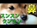 豆柴の仔犬ふくの鼻を観察するだけ #9