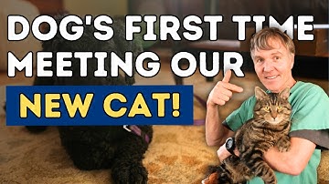 Introducing a New Cat to Your Dog