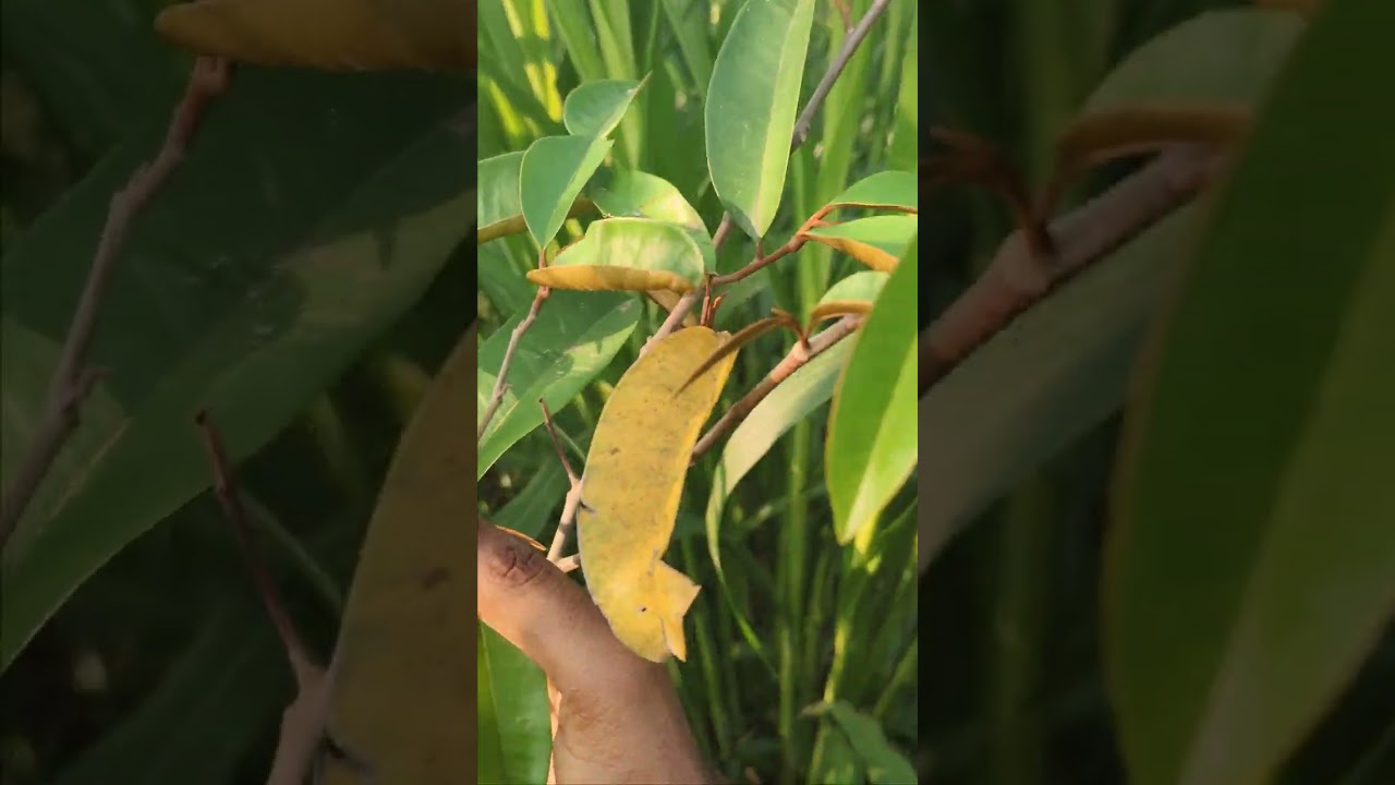 Milk fruit / Star apple 