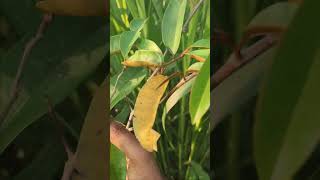 Milk fruit / Star apple #Milkfruit #starapple  #ChrysophyllumCainito screenshot 5