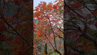 কৃষ্ণচুড়া ফুল #rangamati #kaptailake #রাঙ্গামাটি #রাঙ্গামাটিভ্রমন #kaptailake