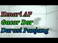 Kenari Af Gacor Durasi Panjang Full Isian Suara Jernih Kenari Gacor Buat Masteran Mp3 - Mp4 Download