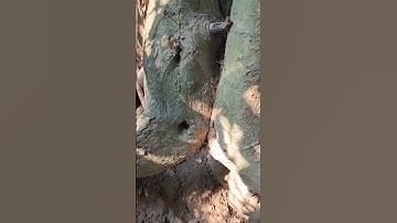 [DUỐI] Đi tìm cây duối bắt gặp một cây rất là Lạ mắt #bonsaibuipho #cayduoibonsai #shortvideo