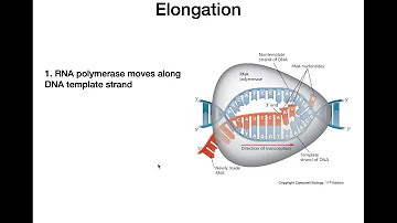 What are the 3 steps of transcription?