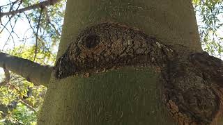 Queensland Bottle Tree (Brachychiton rupestris)