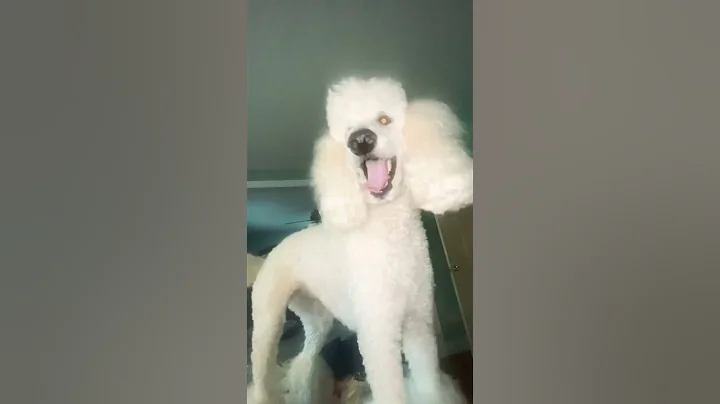Poodles understand English