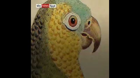 الببغاء يرتل سبحان الله سورة الاخلاص