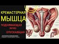 Кремастерная мышца.  Мышца поднимающая опускающая яичко. 3D Анатомия.