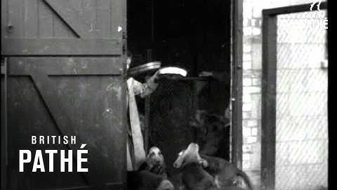 Bloodhounds Issue Title Play-Timing (1936)