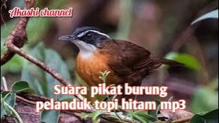 Suara pikat burung pelanduk semak topi hitam mp3