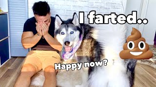 Crying In Front Of My Husky To See Her Reaction! (SO FUNNY)