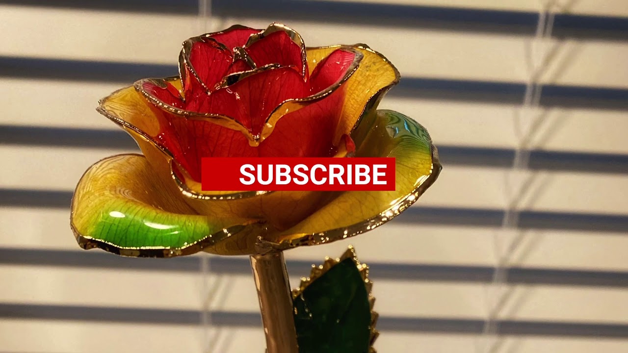 Dose of Roses 🌹 ️ YouTube