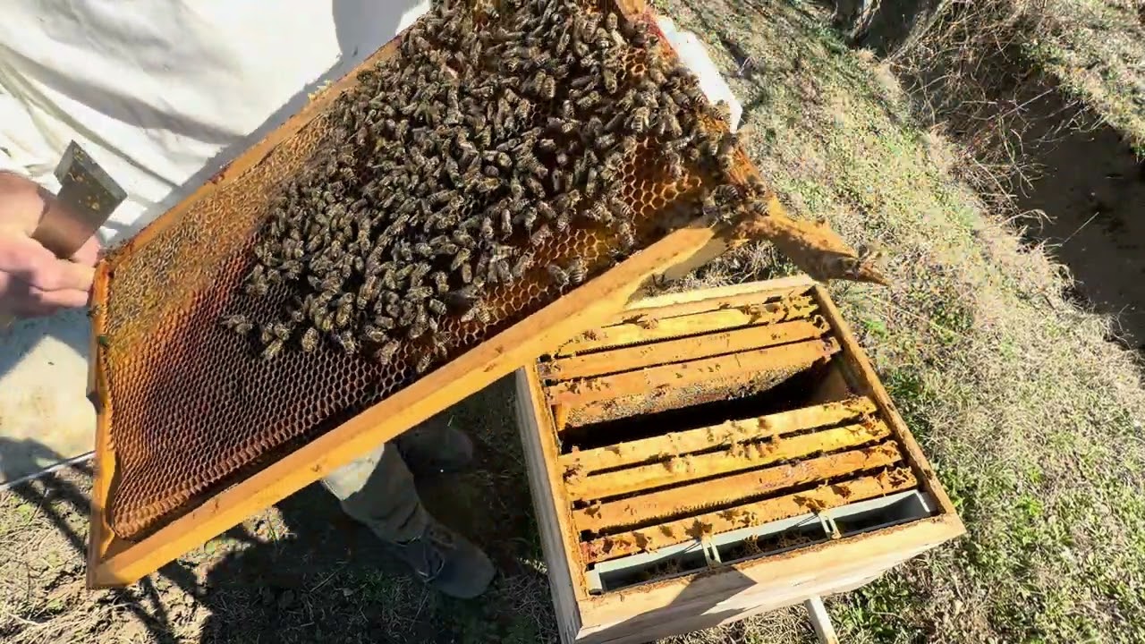 05 Mart 2025 #4 Kış çıkışı ilk kovan kontrölleri ana arı ve stok kontrölü Arıcılık