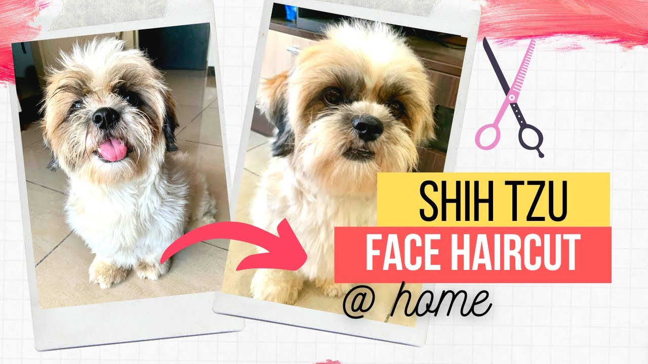 Shih Tzu Face Hair Cut At Home The Calm Girl in Meditation ) One Year Old YouTube