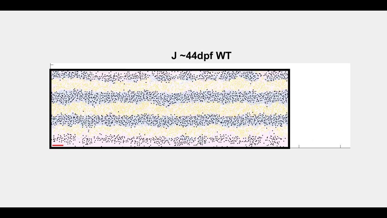 Wildtype zebrafish pigment pattern formation. - YouTube