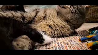 Mother cat and kittens purring Asmr by Hakas, kittens and more 130 views 3 months ago 20 seconds