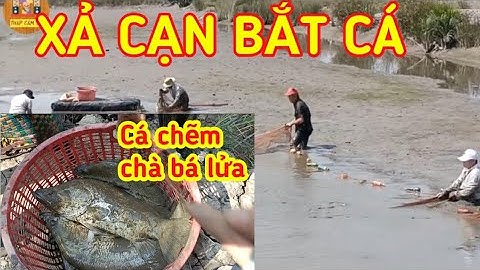 Xả cạn khan đầm BẮT CÁ tại Cần Giờ, cá CHẼM, cÁ NGÁT siêu to chà bá |Thập Cẩm TV