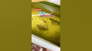 con cá rô đồng siêu to bơi như chiếc xe tăng làm đụt nước hết luôn #baopet #pets #animals #fishing