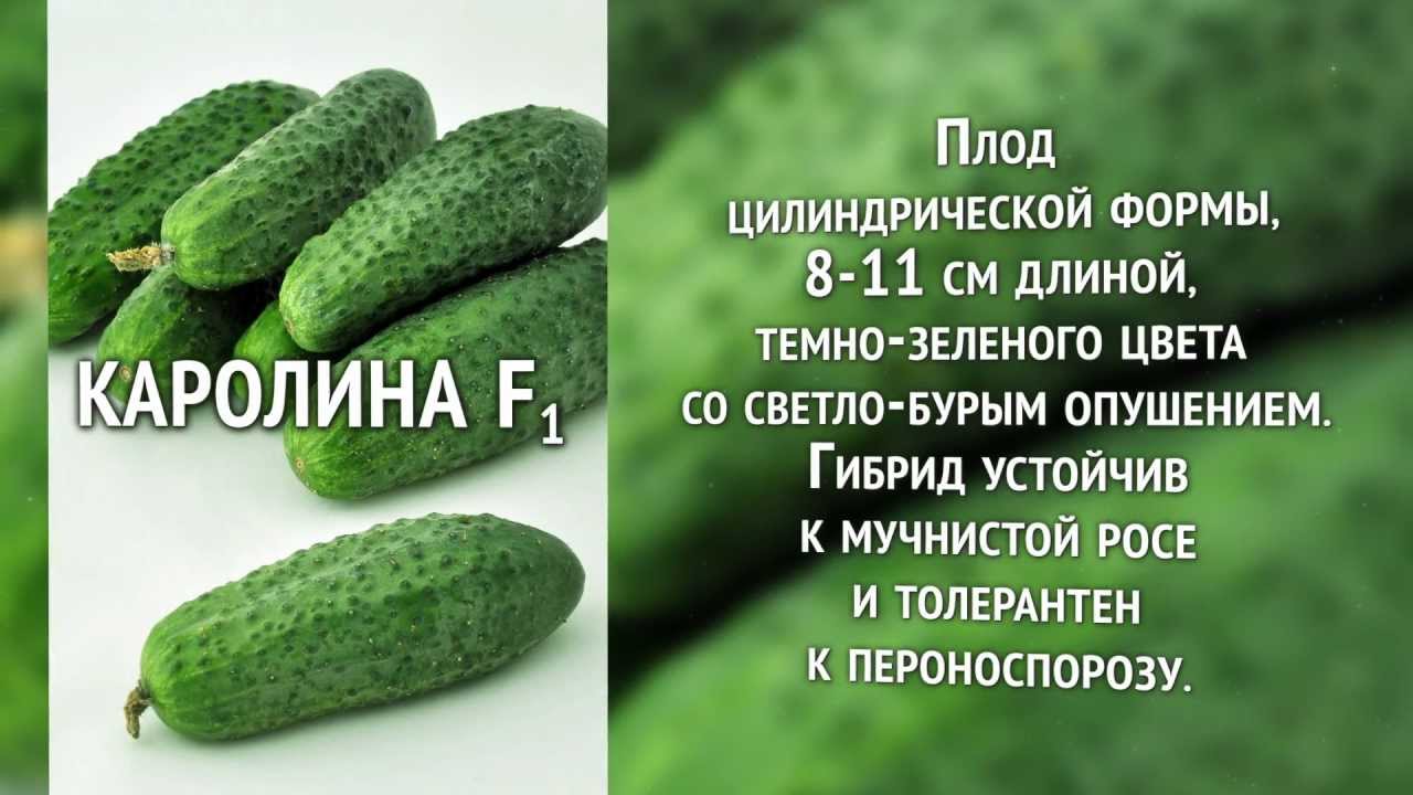 Огурец какой прилагательные