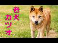 【長老】四国犬Mixカツオくんの近況報告
