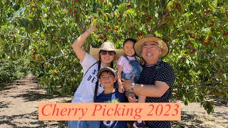 Cherry Picking Summer 2023 | Villa Del Sol Cherry Farm California