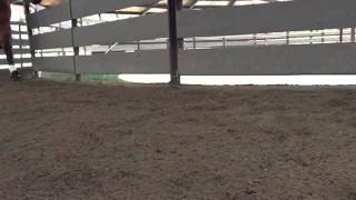 Easyboot Cloud at a trot slow motion